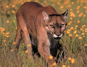 3 day Cougar Cruiser to Ensenada